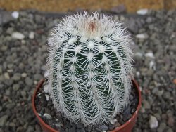 Echinocereus reichenbachii albispinus x bayleyi pot 6,5 cm - 12408140