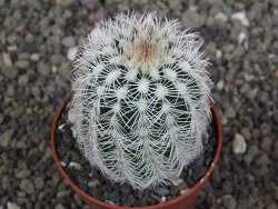 Echinocereus reichenbachii albispinus x bayleyi pot 6,5 cm - 12408141