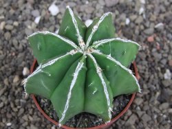 Astrophytum Dinosaur (Fukurio Hannya) pot 6,5 cm - 12408142