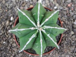 Astrophytum Dinosaur (Fukurio Hannya) pot 6,5 cm - 12408144