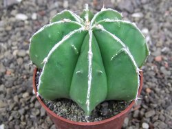 Astrophytum Dinosaur (Fukurio Hannya) pot 6,5 cm - 12408146