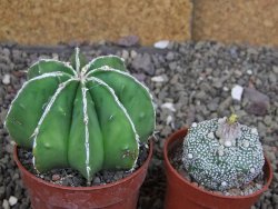 Astrophytum Dinosaur (Fukurio Hannya) pot 6,5 cm - 12408147