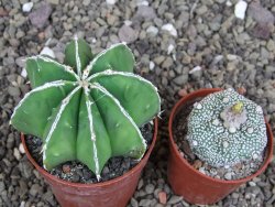Astrophytum Dinosaur (Fukurio Hannya) pot 6,5 cm - 12408148