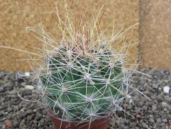 Hamatocactus hamatacanthus El Hundiddo pot 7 cm - 12408150