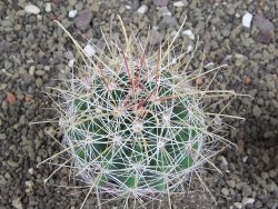 Hamatocactus hamatacanthus El Hundiddo pot 7 cm - 12408157