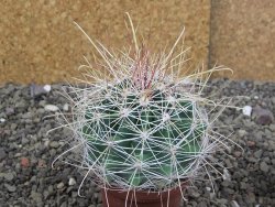 Hamatocactus hamatacanthus El Hundiddo pot 7 cm - 12408158