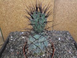 Tephrocactus alexanderi fiambalensis Fiambala, květináč 10,5 cm - 12408168