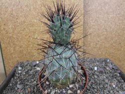 Tephrocactus alexanderi fiambalensis Fiambala, květináč 10,5 cm - 12408169