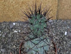 Tephrocactus alexanderi fiambalensis Fiambala, květináč 10,5 cm - 12408170