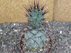 Tephrocactus alexanderi fiambalensis Fiambala, květináč 10,5 cm - 12408171