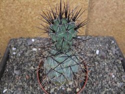 Tephrocactus alexanderi fiambalensis Fiambala, květináč 10,5 cm - 12408172