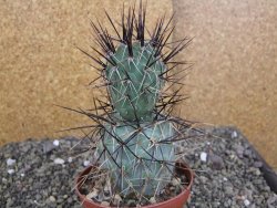 Tephrocactus alexanderi fiambalensis Fiambala, květináč 10,5 cm - 12408173