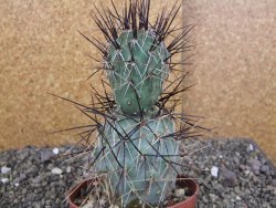 Tephrocactus alexanderi fiambalensis Fiambala, květináč 10,5 cm - 12408174