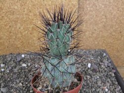 Tephrocactus alexanderi fiambalensis Fiambala, květináč 10,5 cm - 12408175