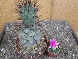 Tephrocactus alexanderi fiambalensis Fiambala, květináč 10,5 cm - 12408176