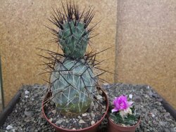 Tephrocactus alexanderi fiambalensis Fiambala, květináč 10,5 cm - 12408177