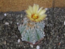 Astrophytum Z Jasenné pot 5,5 cm - 12408178