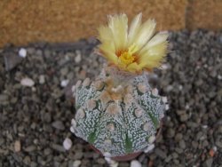 Astrophytum Z Jasenné pot 5,5 cm - 12408179