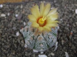 Astrophytum Z Jasenné pot 5,5 cm - 12408180