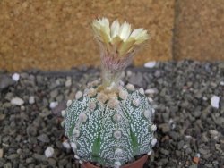 Astrophytum Z Jasenné pot 5,5 cm - 12408181