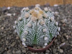 Astrophytum Z Jasenné pot 5,5 cm - 12408183