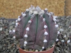 Astrophytum Z Jasenné pot 5,5 cm - 12408185