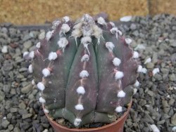 Astrophytum Z Jasenné pot 5,5 cm - 12408186