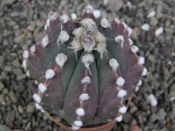 Astrophytum Z Jasenné pot 5,5 cm - 12408187