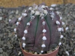 Astrophytum Z Jasenné pot 5,5 cm - 12408188