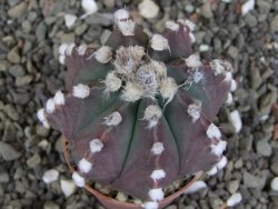Astrophytum Z Jasenné pot 5,5 cm - 12408189