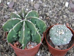 Astrophytum Dinosaur (Fukurio Hannya) pot 6,5 cm - 12408198