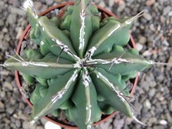 Astrophytum Dinosaur (Fukurio Hannya) pot 6,5 cm - 12408199