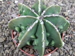 Astrophytum Dinosaur (Fukurio Hannya) pot 6,5 cm - 12408200