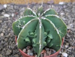 Astrophytum Dinosaur (Fukurio Hannya) pot 6,5 cm - 12408201