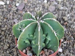 Astrophytum Dinosaur (Fukurio Hannya) pot 6,5 cm - 12408202