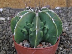 Astrophytum Dinosaur (Fukurio Hannya) pot 6,5 cm - 12408203