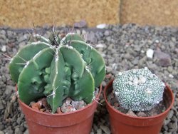 Astrophytum Dinosaur (Fukurio Hannya) pot 6,5 cm - 12408205