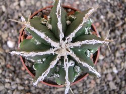 Astrophytum Dinosaur (Fukurio Hannya) pot 6,5 cm - 12408206