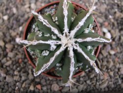 Astrophytum Dinosaur (Fukurio Hannya) pot 6,5 cm - 12408209