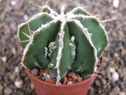 Astrophytum Dinosaur (Fukurio Hannya) pot 6,5 cm - 12408210