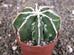 Astrophytum Dinosaur (Fukurio Hannya) pot 6,5 cm - 12408211