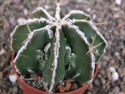 Astrophytum Dinosaur (Fukurio Hannya) pot 6,5 cm - 12408212