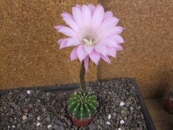 Echinopsis hybrid aff. eyresii pot 5,5 cm - 12408219