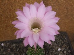 Echinopsis hybrid aff. eyresii pot 5,5 cm