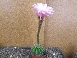 Echinopsis hybrid aff. eyresii pot 5,5 cm - 12408221