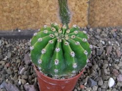 Echinopsis hybrid aff. eyresii pot 5,5 cm - 12408222