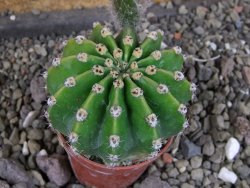 Echinopsis hybrid aff. eyresii pot 5,5 cm - 12408223