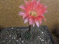 Echinopsis hybrid pot 5,5 cm - 12408224