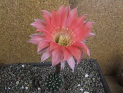 Echinopsis hybrid pot 5,5 cm - 12408226