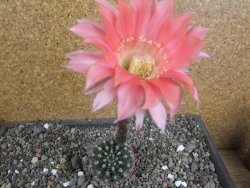Echinopsis hybrid pot 5,5 cm - 12408227